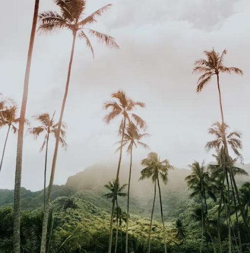 하와이 여행 추천 일정 – 4박5일 렌트카 여행 코스