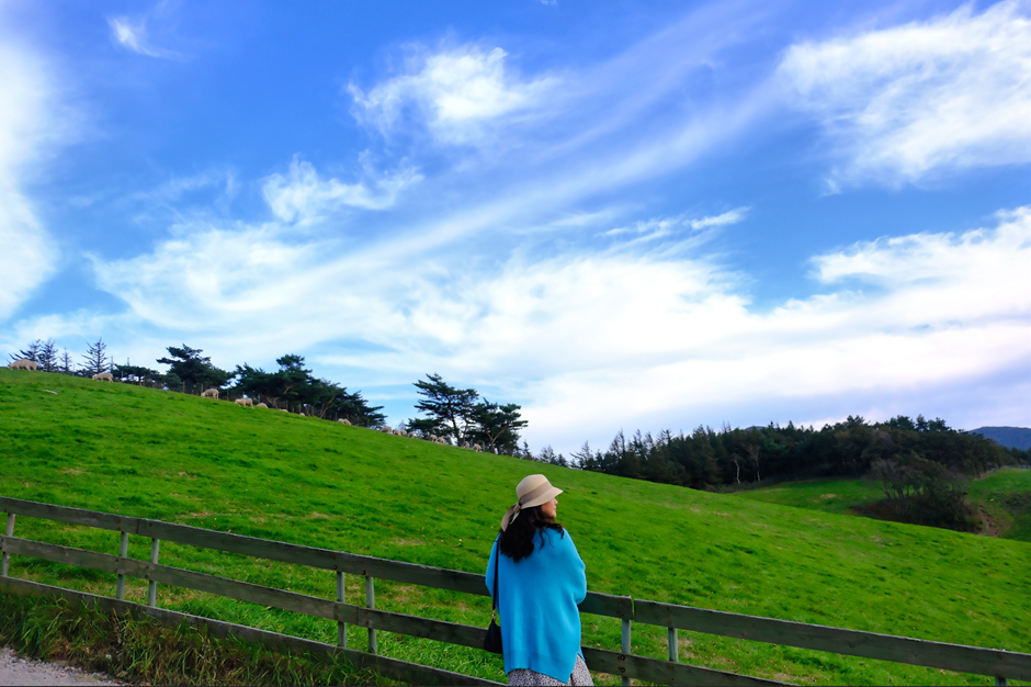 대관령 양떼 목장 풍경