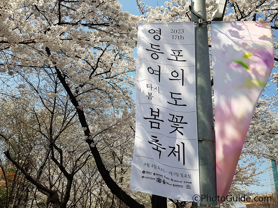 여의도 벚꽃