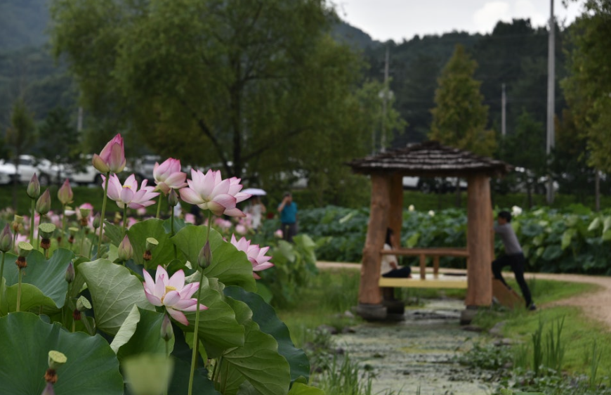 함안 연꽃테마파크, 여름이면 꼭 가봐야 할 연꽃 명소 총정리!