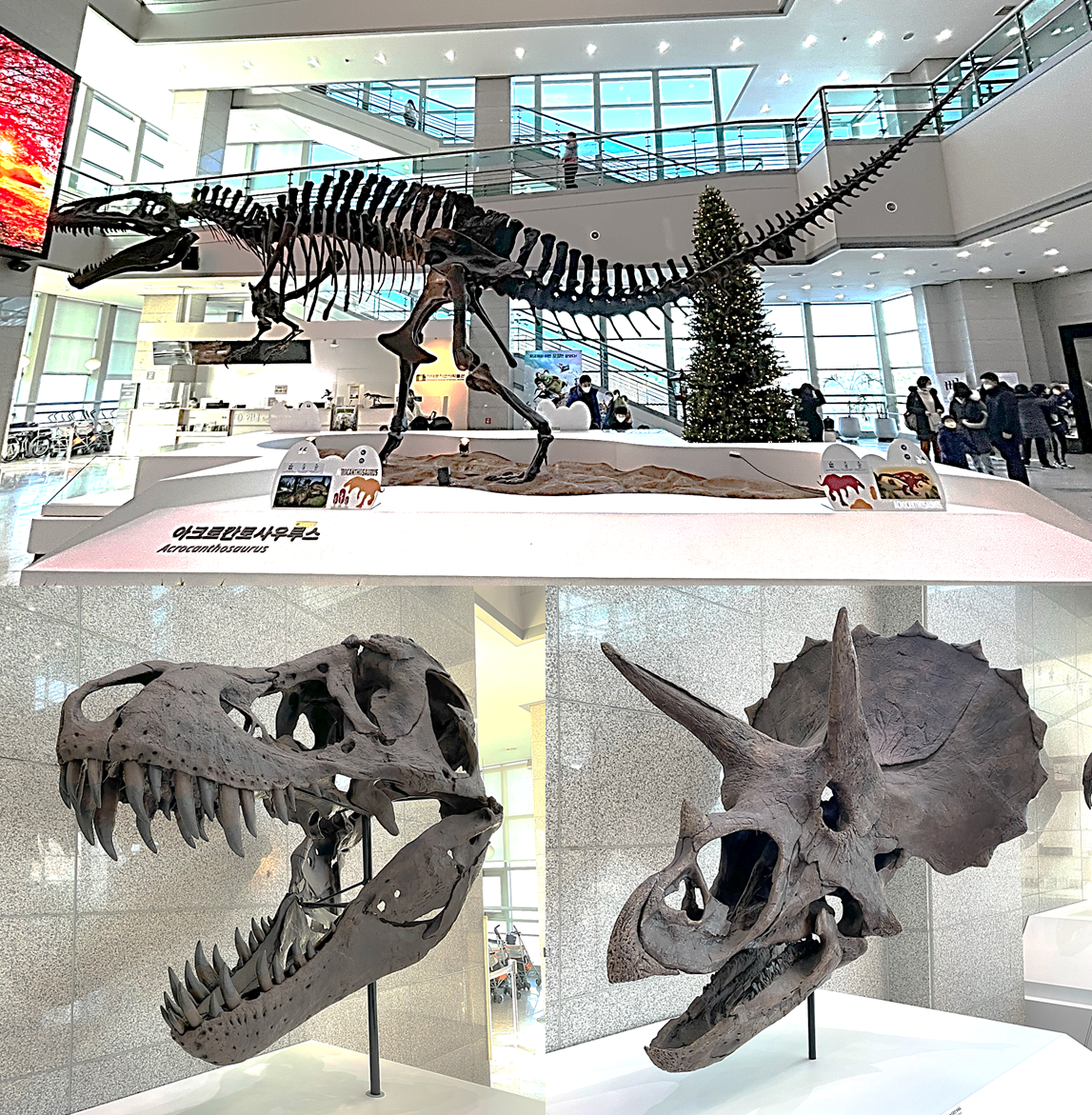 공룡 뼈 사진이다. 상단에는 아크로킨트사우르스 뼈 전체 모형이 있고 아래쪽에는 두 가지 공룡의 머리 뼈 모형이 있다.