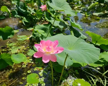 세미원 연꽃축제&amp;#44; 연꽃문화제_26