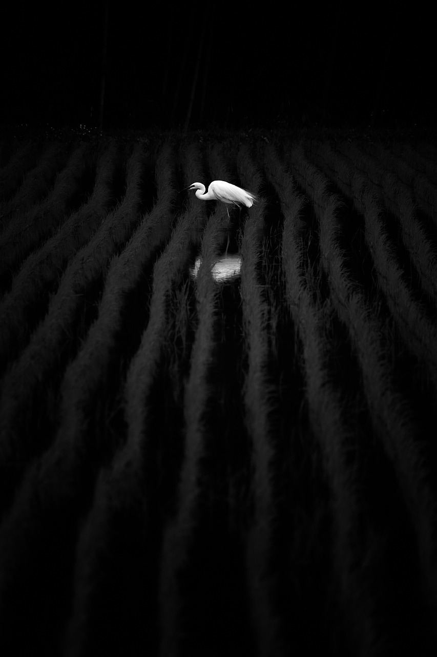 단일 표본으로 정의된 생물인 뉴칼레도니아뜸부기, 과학은 충분했을까?