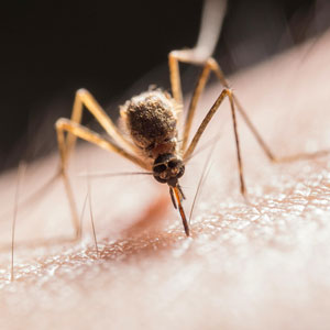 일본 뇌염 모기