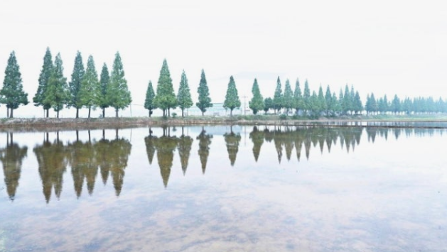 창원 죽동마을 메타세콰이어길과 논밭 사진