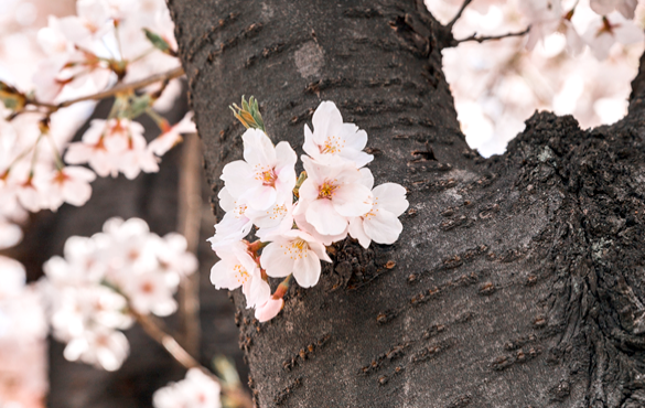 여의도 벚꽃축제 일정&middot;기간&middot;교통통제&middot;주차&middot;가는길