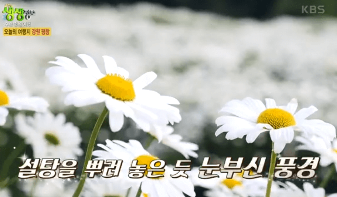 평창 가볼만한 곳 육백마지기