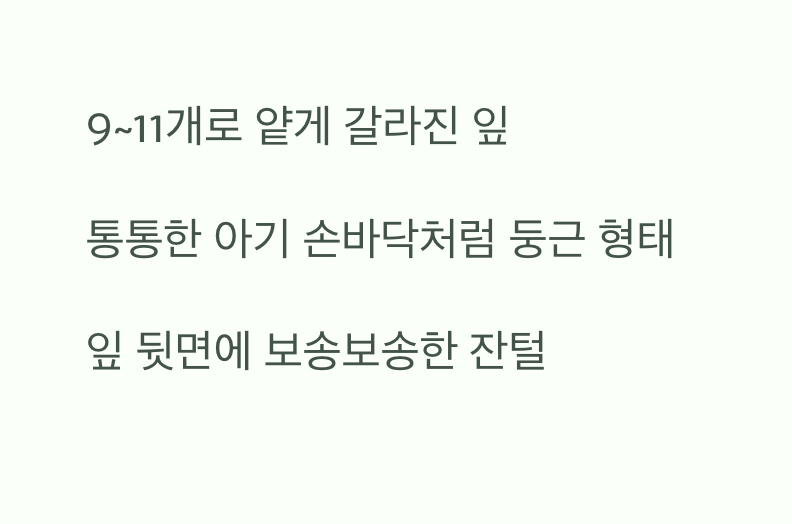아기 손처럼 통통한 당단풍
