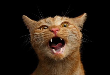 입안이 보이는 고양이.