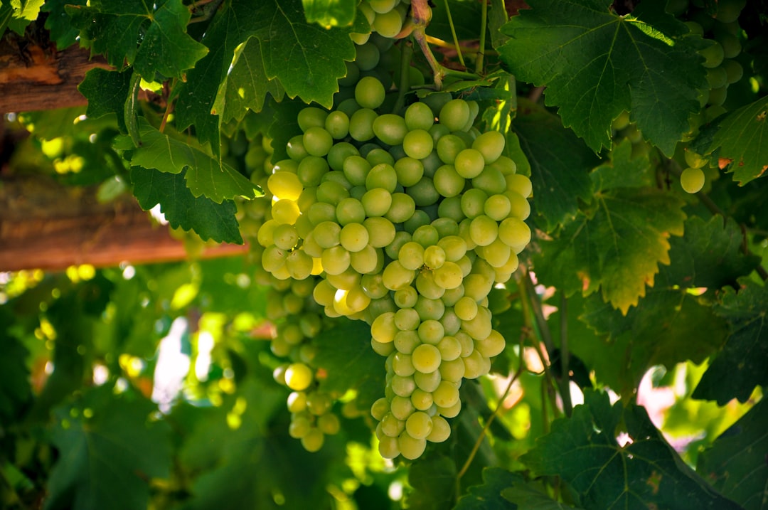 Grape