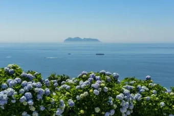 통영 연화도 수국 꽃길 산책 코스와 최적 관람 시기_7