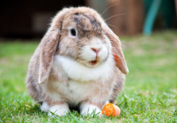 토끼 사료 추천