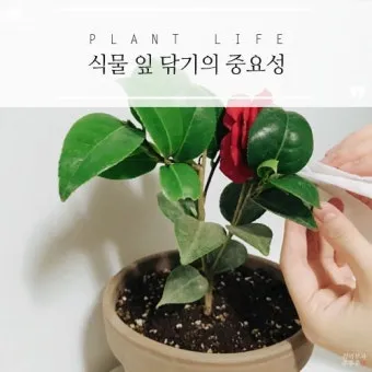 잎닦기 관리 미세먼지제거 광합성도움 우유물사용 주의점_3