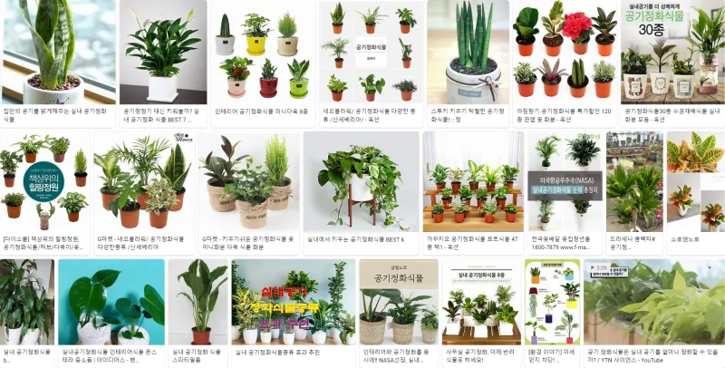 공기정화식물 추천 초보친화 관리쉬운 종류 물주기 빛 관리 가이드_9