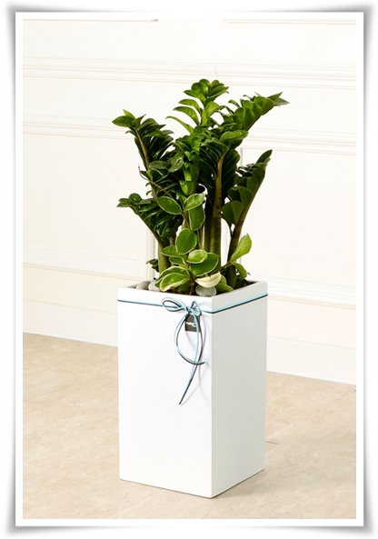 "금전수 키우기" 행운과 부를 불러오는 매력적인 식물!