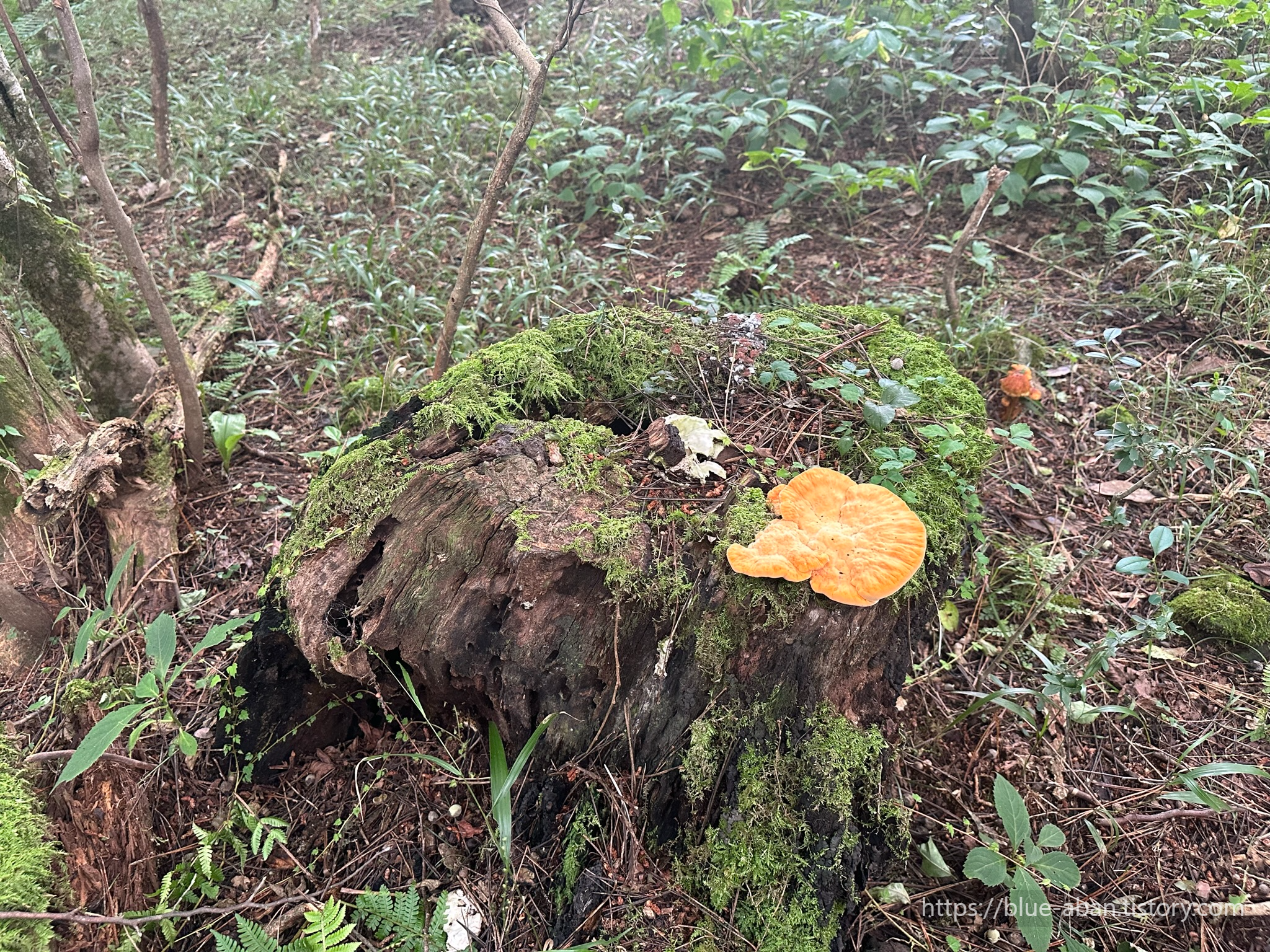 산책로