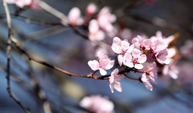 광양 매화꽃 축제 2025