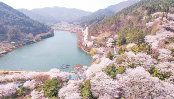 영산강 벚꽃