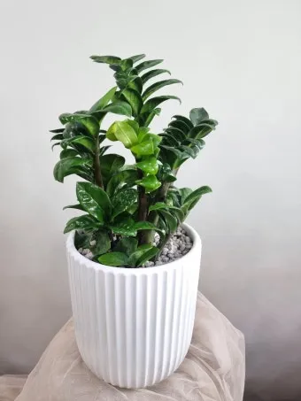 보석금전수 물주기 키우기 잎꽂이 꽃 노란잎 관리 재물운_7