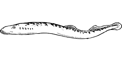 장어효능-및-장어상식