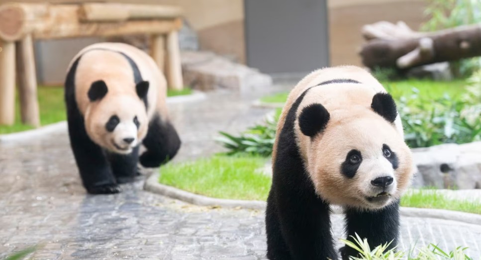 쌍둥이 판다 루이&middot;후이, 에버랜드 새 보금자리와 근황 총정리 관련 사진