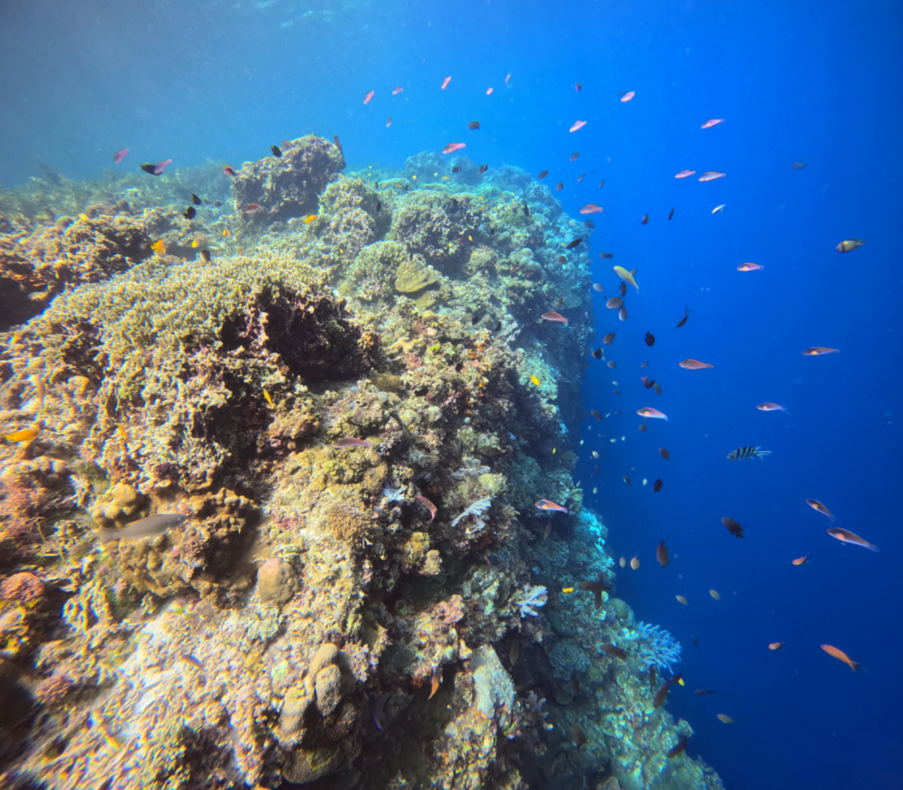 나팔링 리프 산호초, 열대어