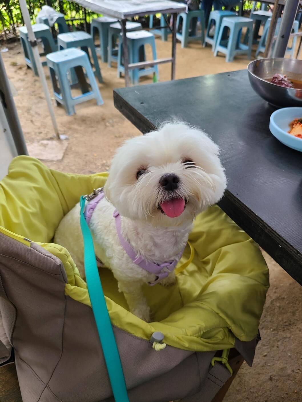 애견동반술집 광교헌농원