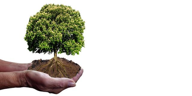 식물 키우며 플렉스하지 않는 미니멀리스트 식단 루틴