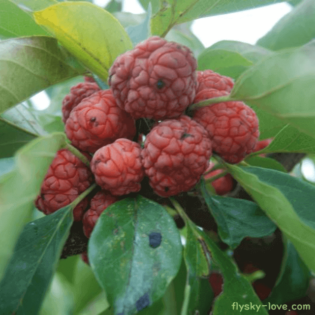 혈관질환에 효과적인 꾸지뽕