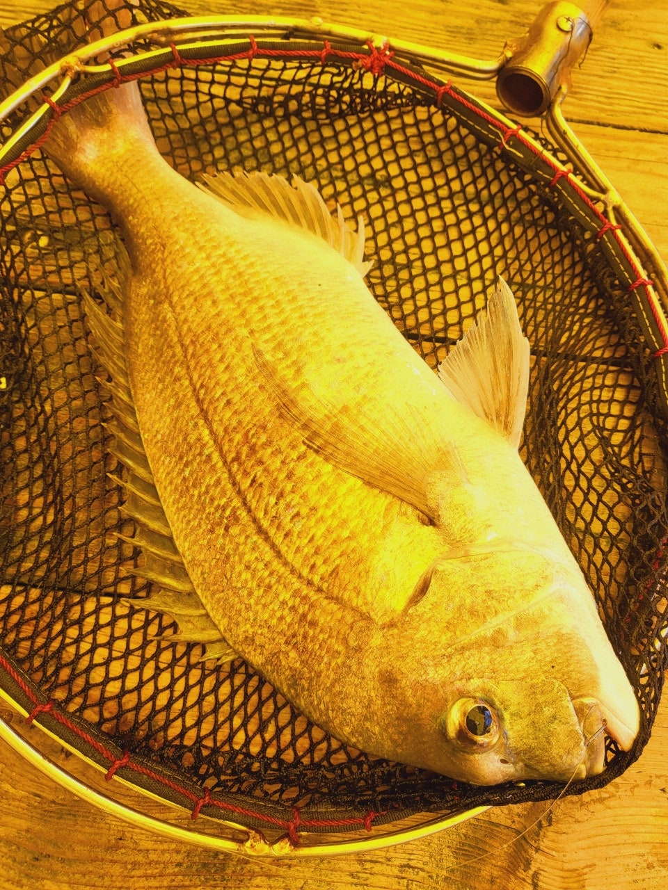 서해가볼만한곳 당진 서산 고려호 좌대 낚시 쇼핑몰 낚시대 없이 이용 가능 아이와가볼만한곳 충남가볼만한곳 아이랑갈만한곳 이색데이트 대한민국구석구석 물때표