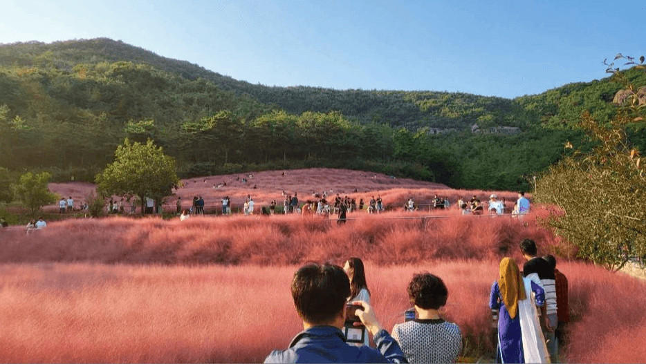 고창 핑크뮬리 축제