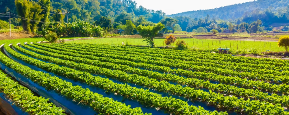 공익직불금 신청 방법