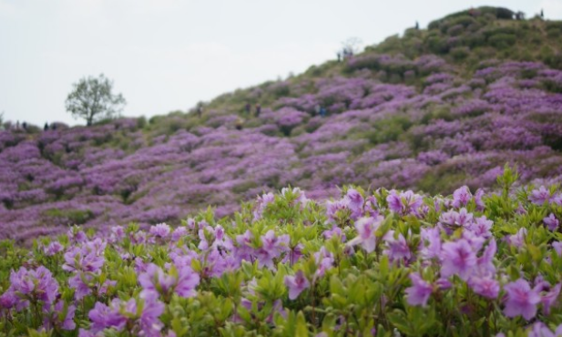 황매산철쭉축제