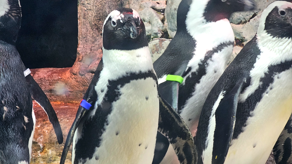 아쿠아플라넷 여수 펭귄