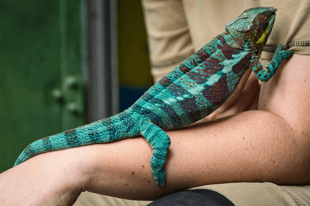 조용한 동반자, 실내에서 함께할 수 있는 파충류의 매력