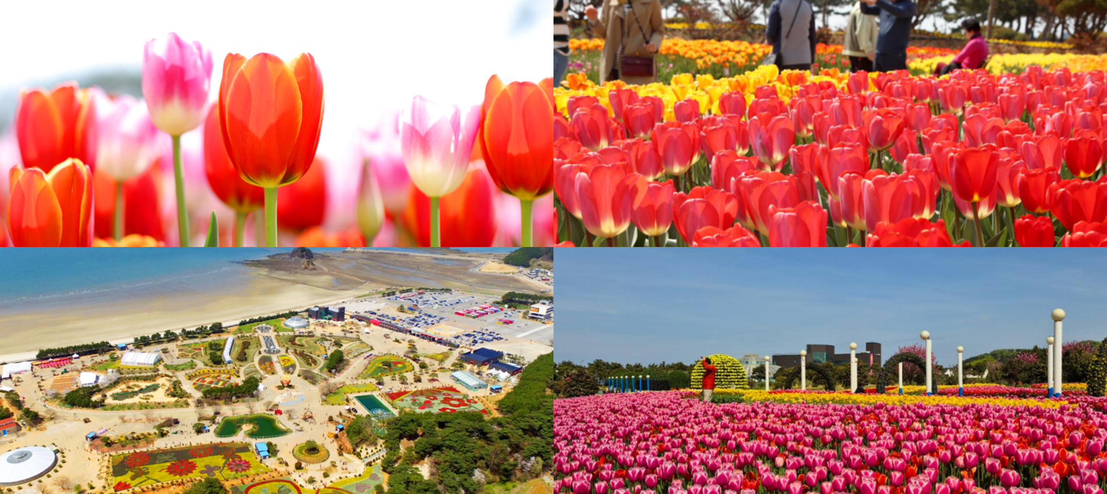태안 튤립축제 기간