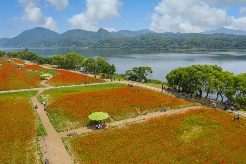 남양주 물의정원 수국