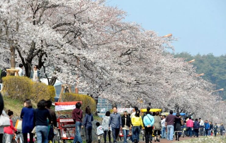 경포대 / 경포호 벚꽃길