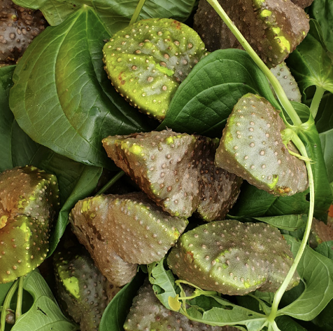 하늘마 효능 부작용 하늘마 먹는 방법 총정리