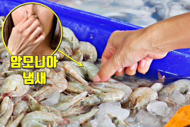 냉장 생물 새우 유통기한 지나면, 먹으면 안되는 음식,건강 팁줌 매일꿀정보