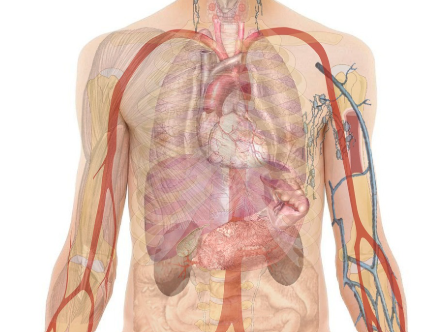 인공 장기와 3D 바이오프린팅의 미래