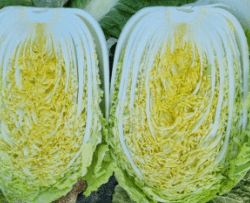 김장 배추 고르는 방법