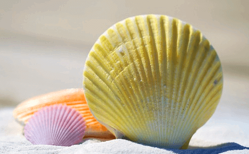 백사장에 커다란 노란 조개와 작은 보라색 조개가 있다. 노란 조개는 모래 위에 세워졌고, 보라색 조개는 바닥에 있다.