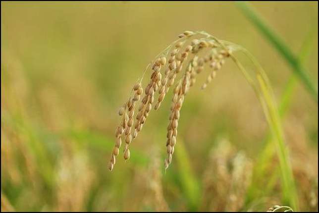 추수전 벼이삭