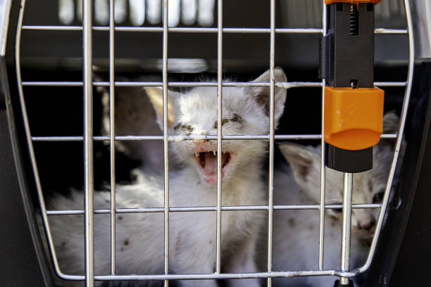 유기묘 입양, 왜 필요할까?