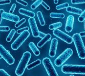 유산균의 과학적 효능과 선택 기준