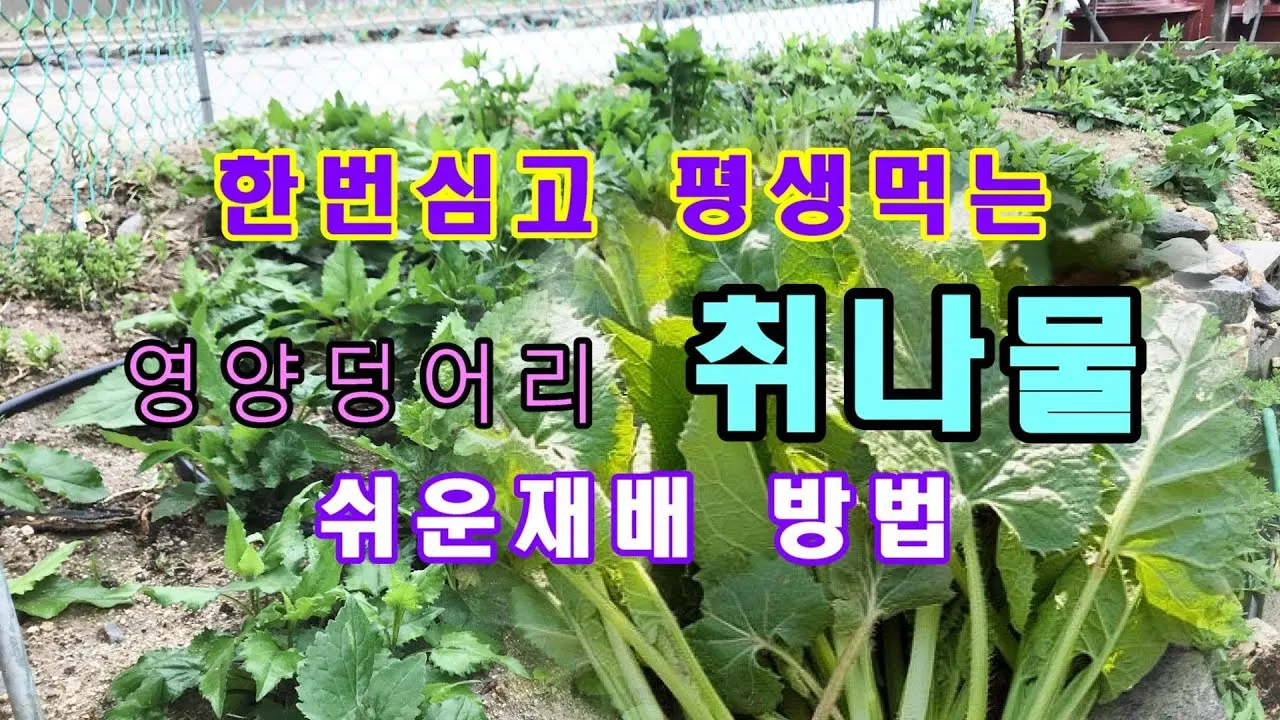 취나물 재배 반그늘 환경 배수 확보 연속 수확_1