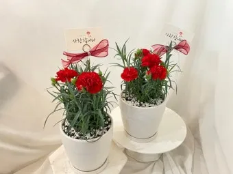 카네이션 화분 키우는 방법 생화 꽃바구니 관리_17