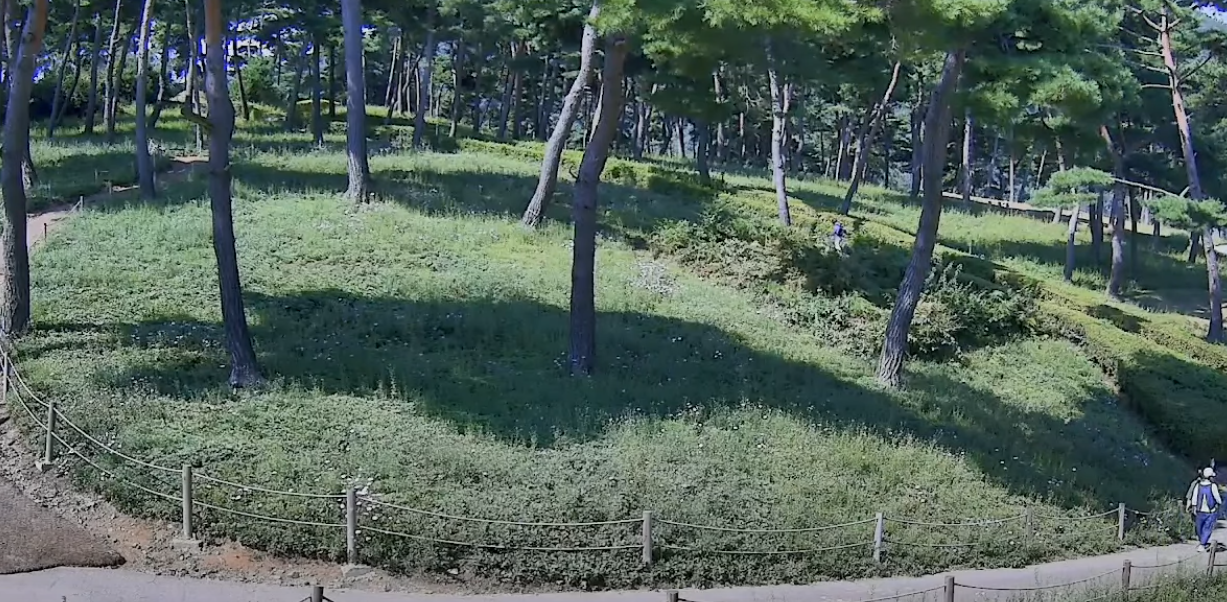 구절초 실시간 개화상황