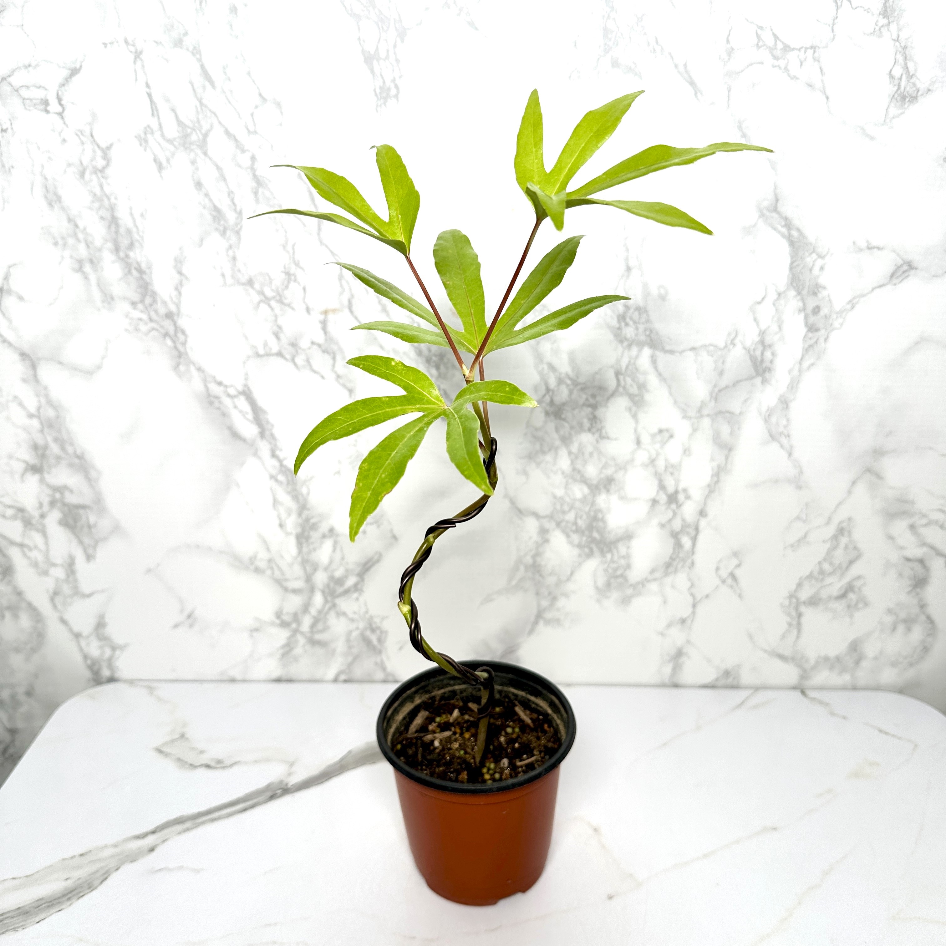 황칠나무 키우기